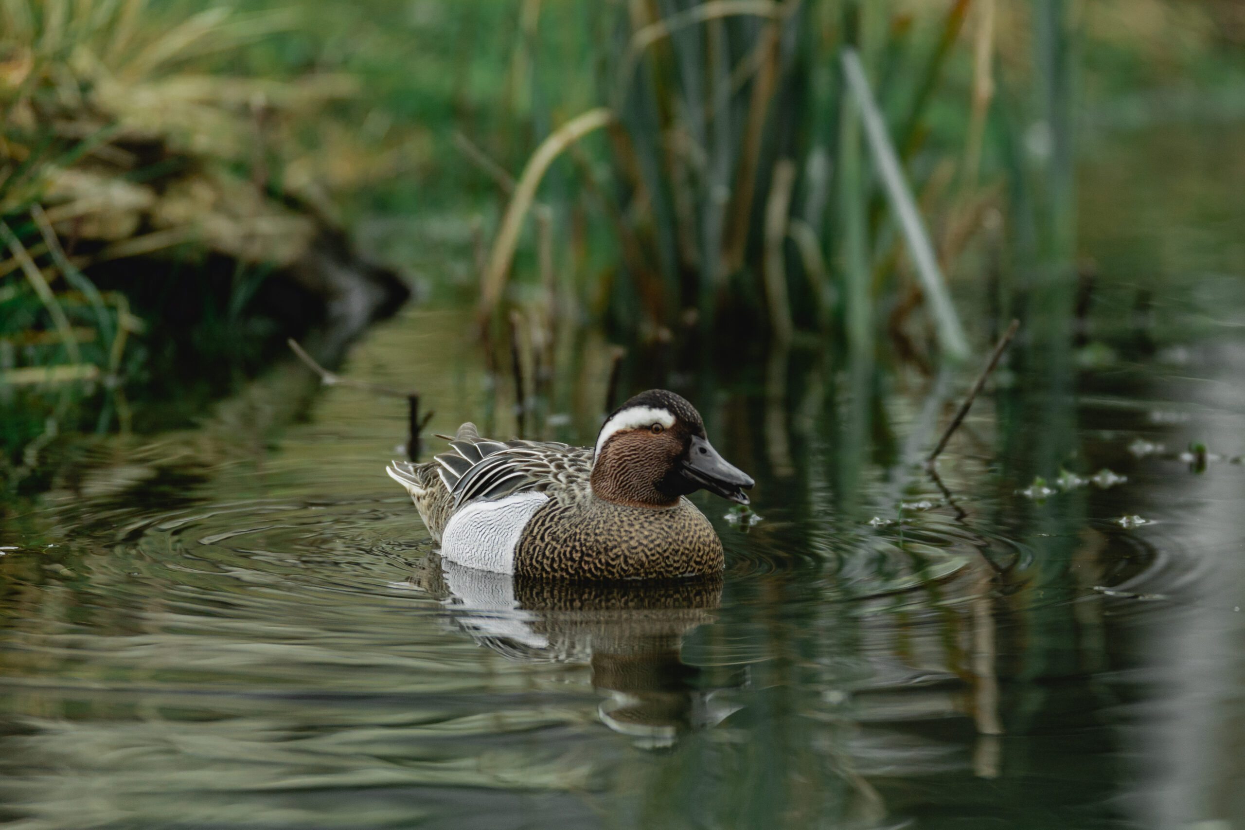 Empowering conservation with cloud innovation